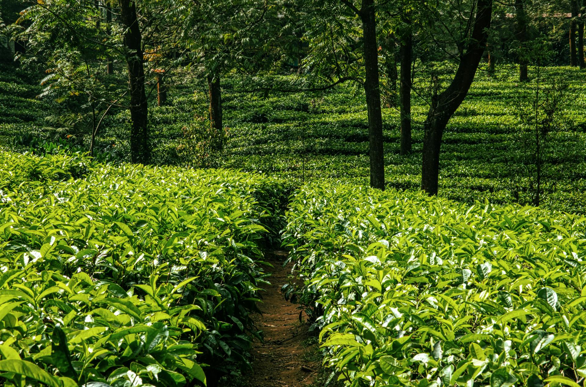 Kenya Tea Growing