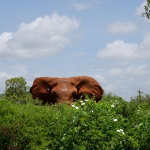 kenyan Elephant